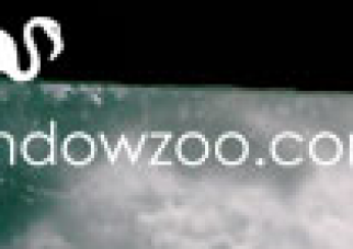 windowzoo